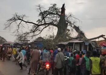Vents violents à Kissidougou : la foudre abat un arbre emblématique, une vie fauchée
