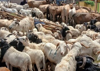 Conakry: le prix des béliers à la hausse en cette approche de la Tabaski