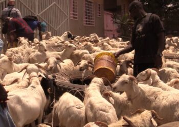 Tabaski 2026 : les prix des moutons explosent à Conakry