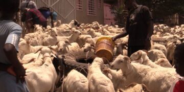 Tabaski 2026 : les prix des moutons explosent à Conakry