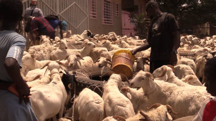 Tabaski 2026 : les prix des moutons explosent à Conakry